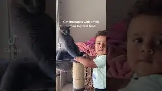 Реакция кота когда на лето приехал внук