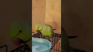 Попугайчик Рикко пытается купаться #попугай #shorts #parrot #купаться
