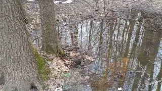 Скворец