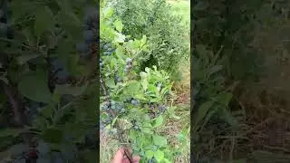 Цыганская голубика. Не попадитесь!!!