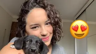 minha DOG escolheu minha MAKE