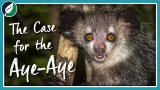 The Case for the Aye-Aye