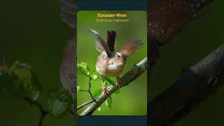 The Eurasian Wren's astounding song #birds