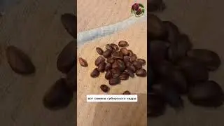 Кедр корейский и сибирский - отличия. Саженцы кедра корейского -  всегда в Сидландии  - 3seed.ru