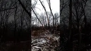 Пилим дрова сухостой