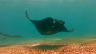 Komodo Diving Log Day 78 : Manta Parade