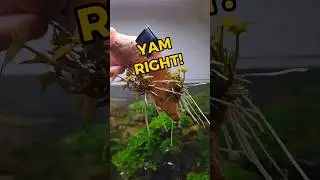 Don't Forget To Wash The GMO's Off Your Potato 😂😎