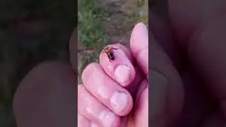 Спасение пчелы