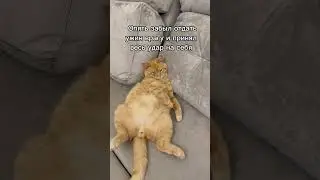 Эх 😂 #рыжийкот #cat #кот #котики #котик #юмор #питомцы #животные #шортс