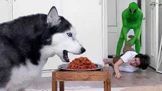 Mom or the Food? Huskies and Cats Face the Alien Invasion!