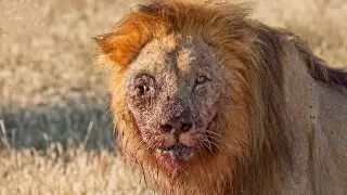 70 Animals That Asked People For Help & Kindness