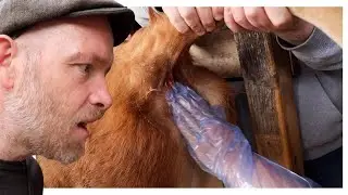 Is My Cow Pregnant? Gross Way to Find Out