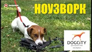 Тренировка НОУЗВОРК с командой DOGCITY