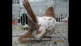 Expozitie porumbei Cluj 2014