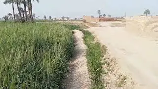 Village Life villageroutine #nature #summer #green #vlog #foryou