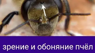 Зрение и Обоняние у пчёл. В.Г. Кашковский