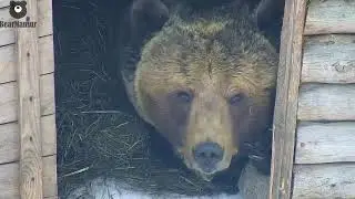 Показался зрителям, чтобы не скучали...и обратно спать🐻💤