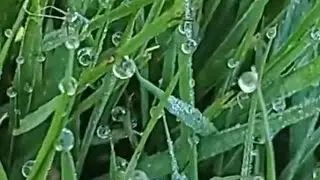 use dew water to overcome problems,,ask for what u want with it u will get it🥰🥰🥰❤❤❤