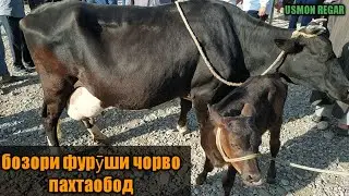ГОВ БОЗОРИ РЕГАР Пахтаобод хатман тамошо кунед гови ширдор