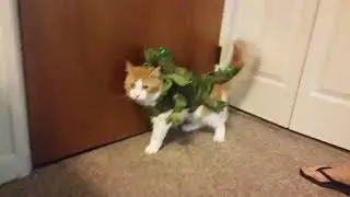Cat Reacts to Dinosaur Costume