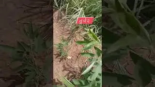ખેડૂત સ્ટેટ્સ 🌱 કપાસ 