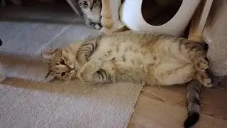 Лего рожок в прямом эфире