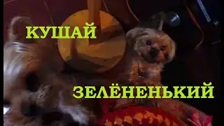 Йоркширские терьеры и попугай Гриша /Yorkshire Terriers and Grisha the parrot.