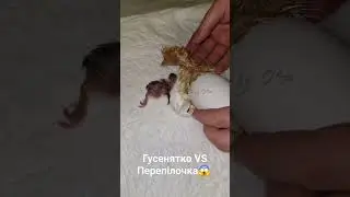 інкубація 