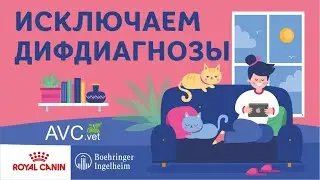 Исключаем дифдиагнозы ХБП