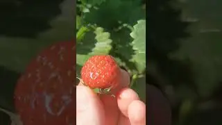 УРОЖАЙ КЛУБНИКИ