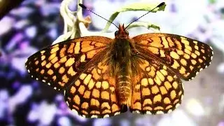 Butterfly Life Cycle - Gabb's Checkerspot HD Macro and Timelapse V13385