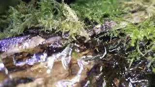Paludario 04/09/2024