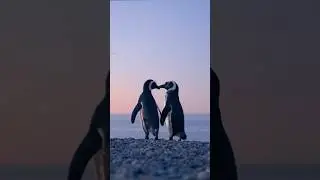O amor não conhece limites 🐧❤️
