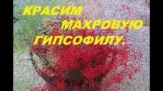 КАК Я ПОКРАСИЛА МАХРОВУЮ ГИПСОФИЛУ.