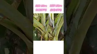 Samsung Galaxy S23 Ultra vs S22 Ultra 🔥 8k video Comparison 😮😮 #shorts #s23ultra #s22ultra