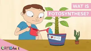 Wat is fotosynthese?