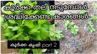 കൂർക്ക കൃഷി part 2| കൂർക്ക തല നടുമ്പോൾ അറിയേണ്ട കാര്യങ്ങൾ|chinesepotato cultivation at home|