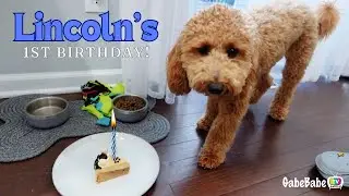 LINCOLN'S FIRST BIRTHDAY! 🎉
