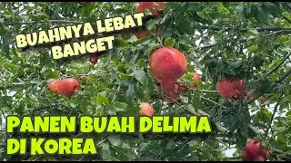 PANEN BUAH DELIMA DI KOREA | BUAHNYA LEBAT BANGET RASANYA MANIS