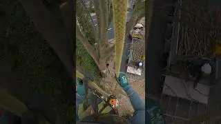 #arborist #treeclimbing #rigging #tree #treework #2024 #petzl #pulley #treetrimming #treesurgeon