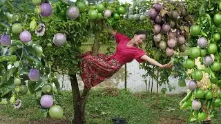 Harvesting passion fruit, country garden. Cooking with the kids