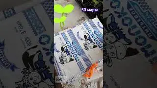 Перевалка рассады БАКЛАЖАНОВ  | Сделайте это вовремя! 🍆 30 марта 🍆  