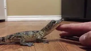 What baby Crocodiles really sound like