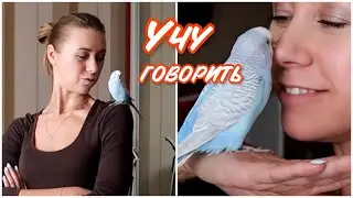 КАК Я УЧУ ПОПУГАЯ ГОВОРИТЬ || ВОЛНИСТЫЙ ПОПУГАЙ ТОША