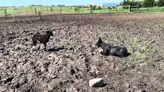 Tucket Brings Lamb that is Hiding