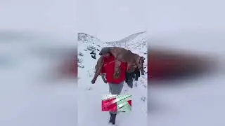 ARRINCONARON CONTRA LA NIEVE A CUATRO PUMAS