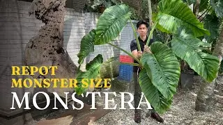 Repot this Monster Size Monstera | Fresh Cutting Plant Care Tips