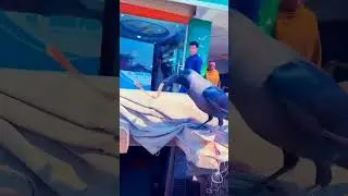 Lucky Crow