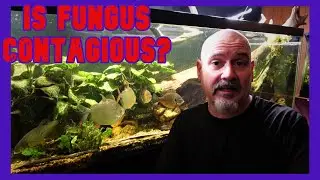 Let's Talk About Fungal Infections In Fish