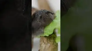 Prepare to Be SHOCKED by What Snails Have in Their Mouths! #Shorts
